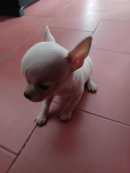 Animais lindissimos