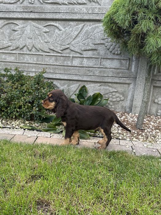 Szczeniak Cocker Spaniel Angielski - Chłopiec Czekoladowy
