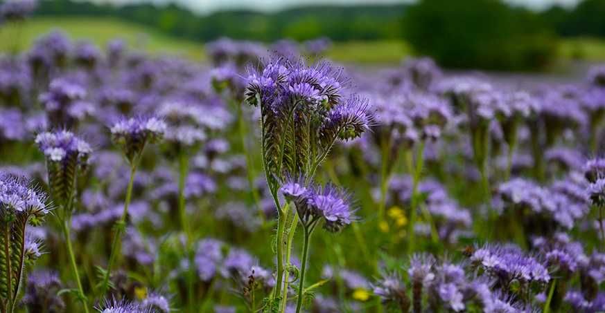 Facelia Nasiona Zbiór 2025 Czyszczone Miododajne