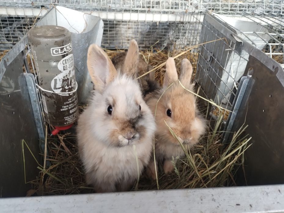 Króliczki miniaturki chłopcy