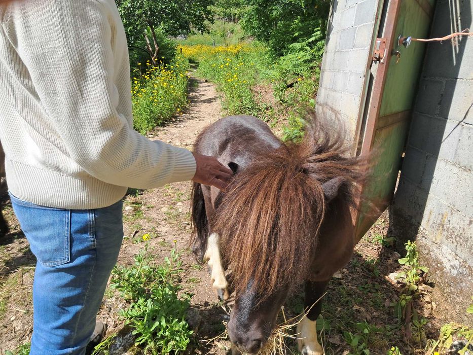 Animais cavalos e póneis