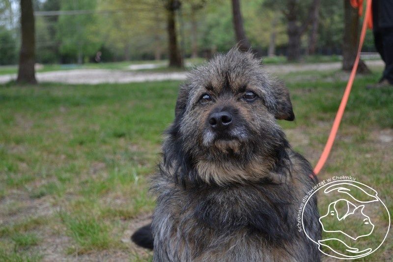 Śliczny mały Boberek do adopcji