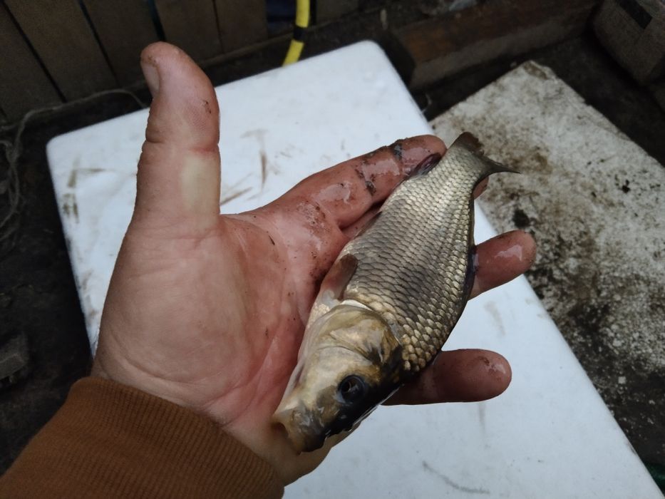 Amur sandacz karp leszcz pstrąg