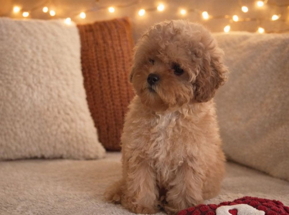 Невероятная девочка мальтипу небольшого размера