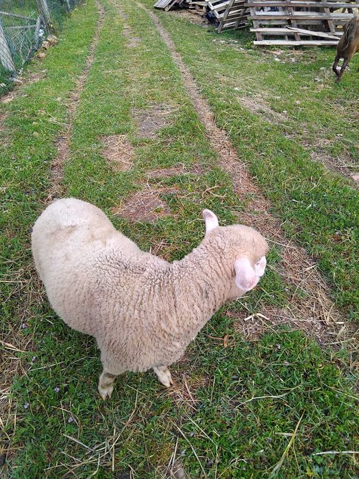 Borrega ill france  para mudança de pasto