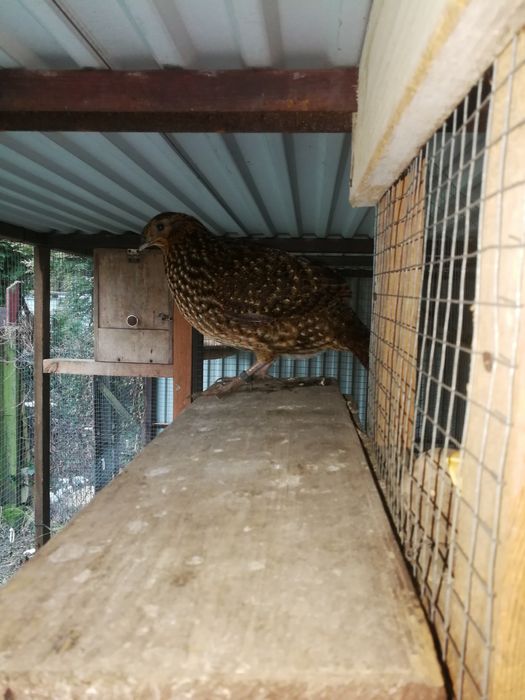 Sprzedam parę bazantów