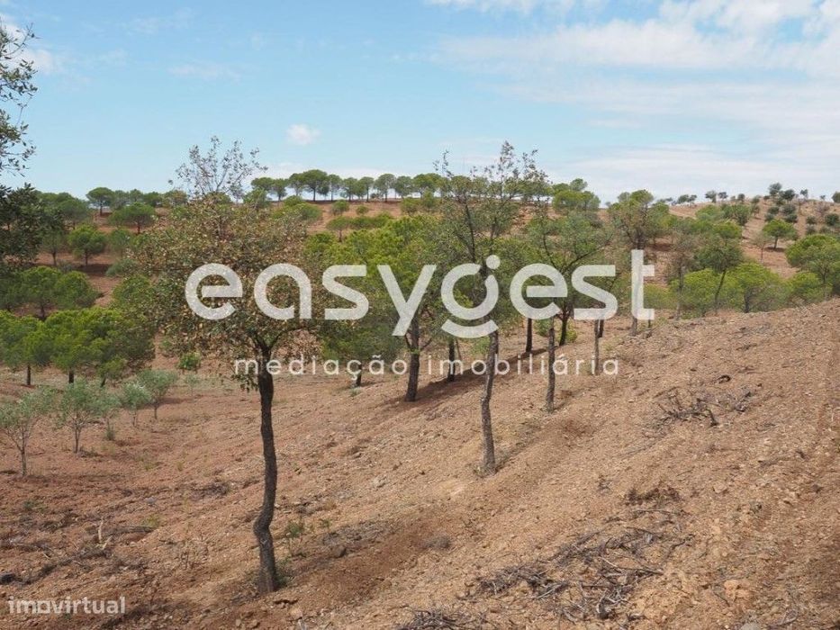 Terreno agrícola com pinheiros, oliveiras e sobreiros em Atalaias
