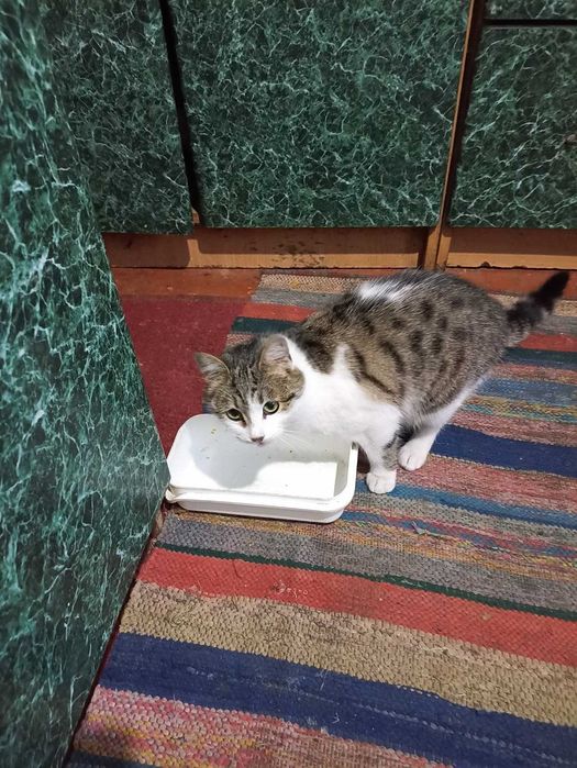 Безкоштовно киця в добрі руки