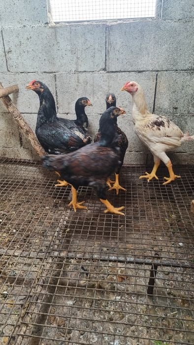 Vende se aves da raça cornish standard