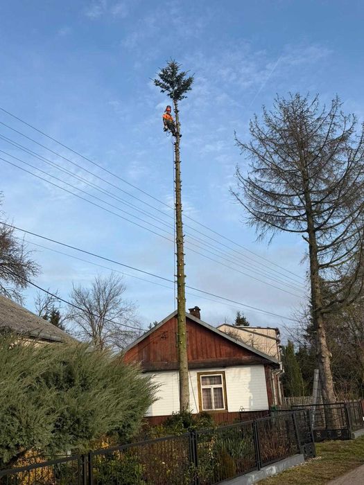 Kompleksowa wycinka drzew, frezowanie pni, rębakowanie usługi wywrotką