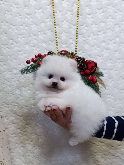 Мальчики - Померанский шпиц.