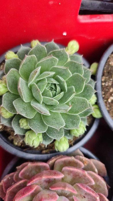 Suculentas com grande variedade