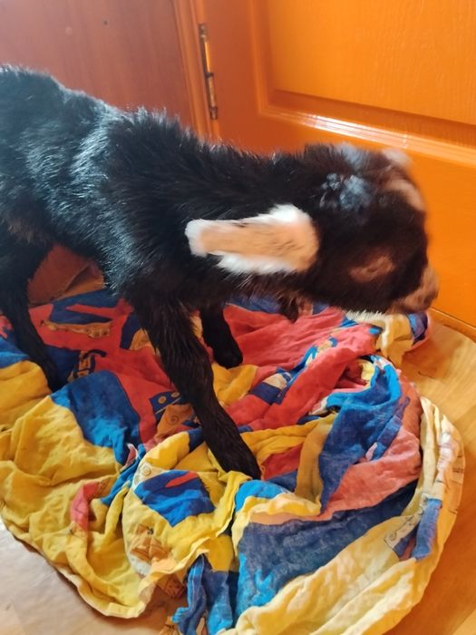 Віддам безкоштовно козлят