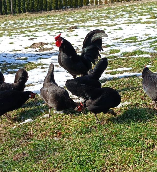 Jaja lęgowe bantamki