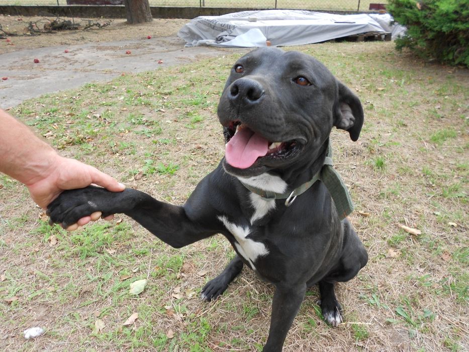 Pies do adopcji, Tyson w typie amstaffa.