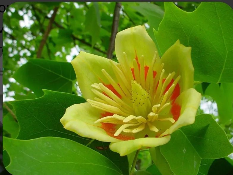 Дерево тюльпанове 10 років