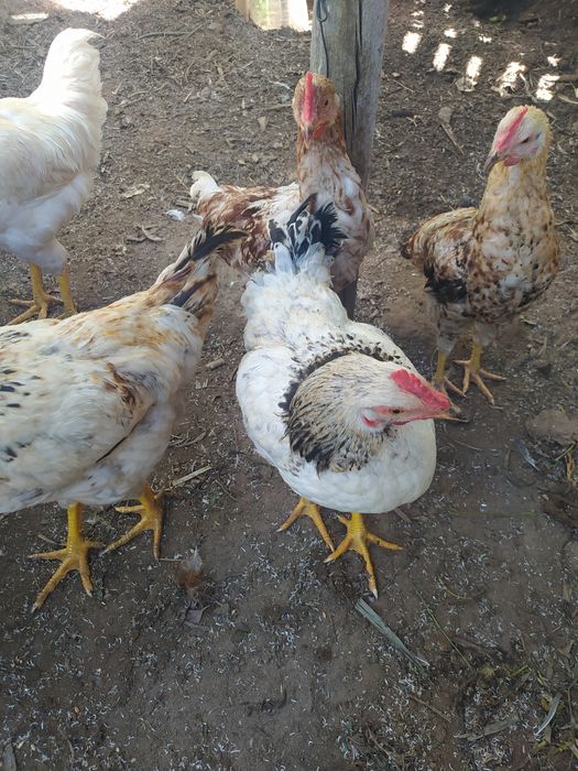 Frangos  do campo caseiros ar livre
