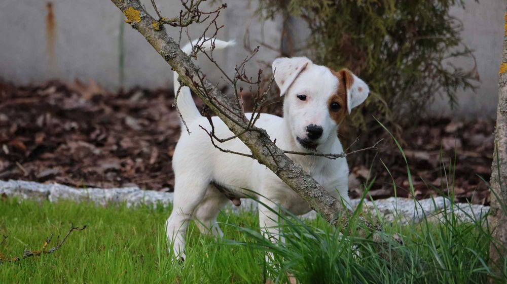 Oryginalny Jack Russell Terrier z hodowli BREFIO/badania genetyczne