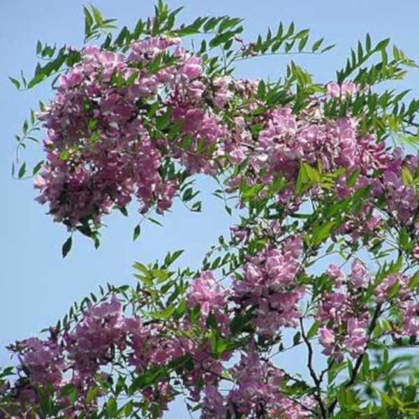 AKACJA ROBINIA WŁOCHATA- sadzonki w doniczkach!