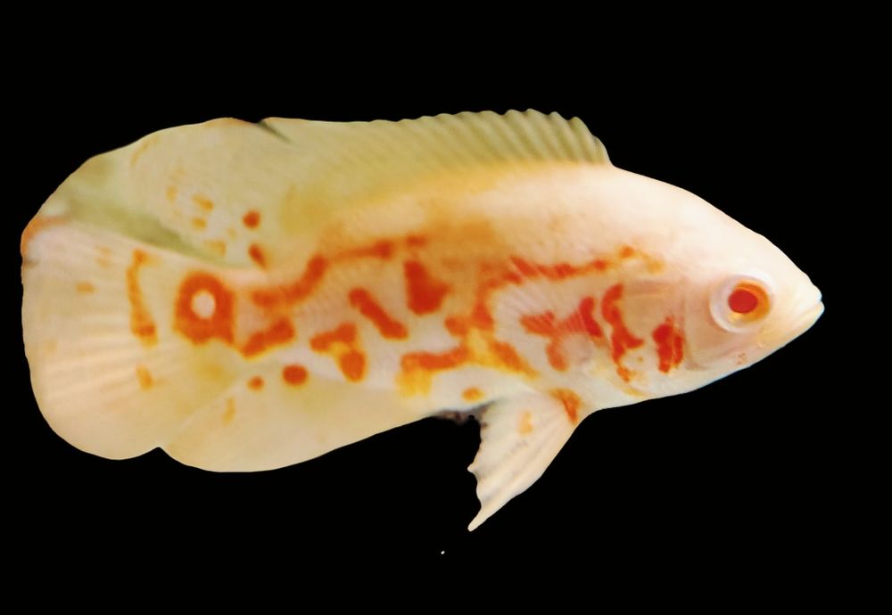 MISIEKZOO Pielęgnice - Pielęgnica Pawiooka