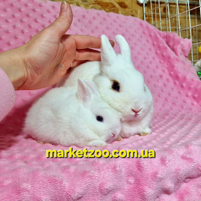 Міні гермелін,найменші кролики,карликові,карликовые,мини,декоративні