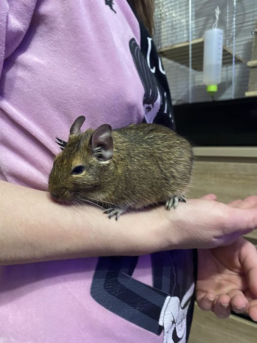 Koszatniczki za darmo