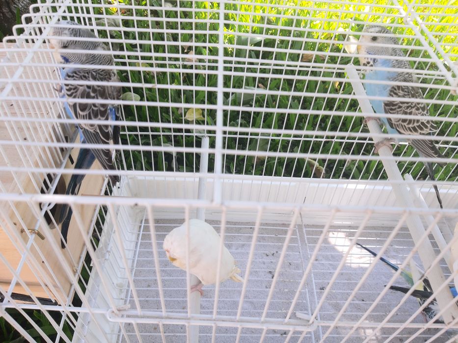 Periquitos hagoromos e ingleses