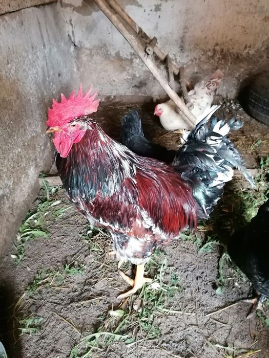 Півень Лівенський
