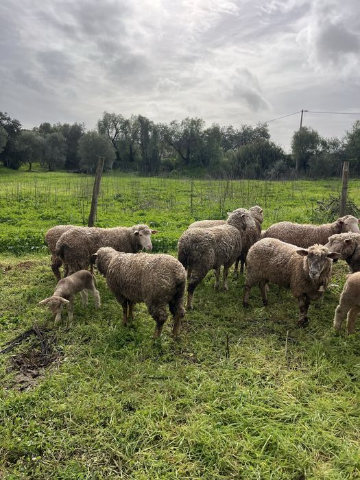 Ovelhas novas para venda
