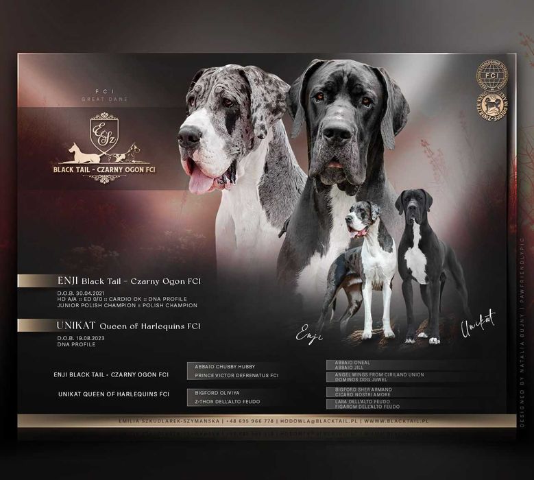 Dog niemiecki czarny Szczenię ZKwP FCI