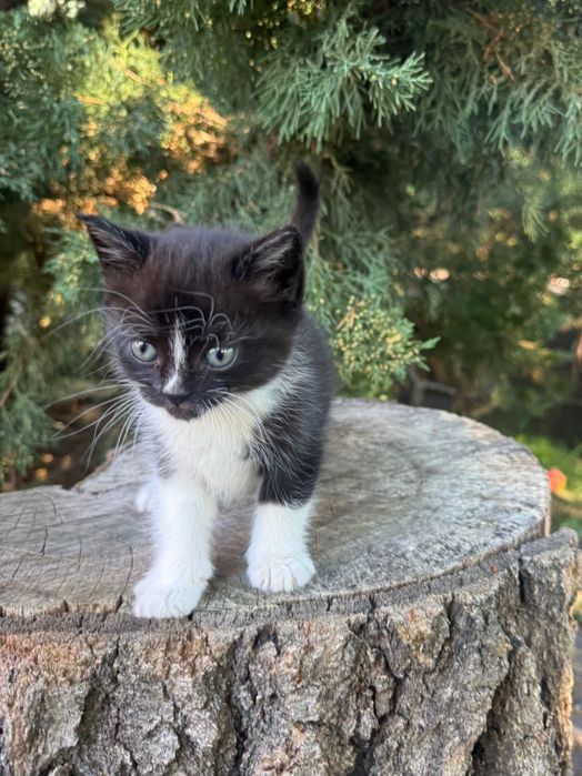 Кошенята