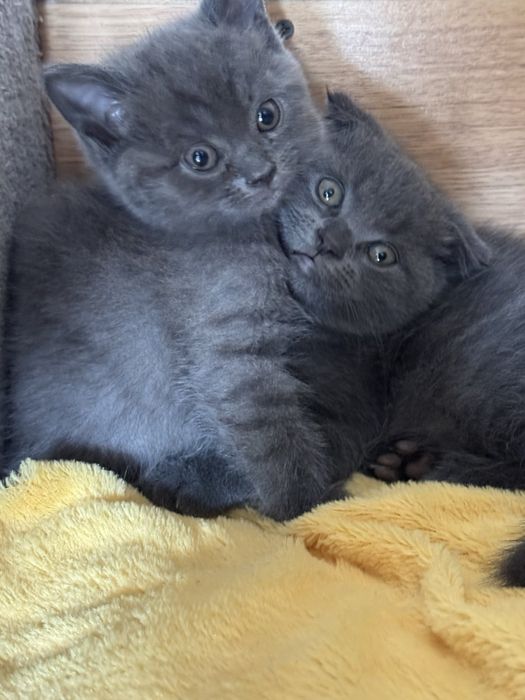 Котики шотландські висловухі