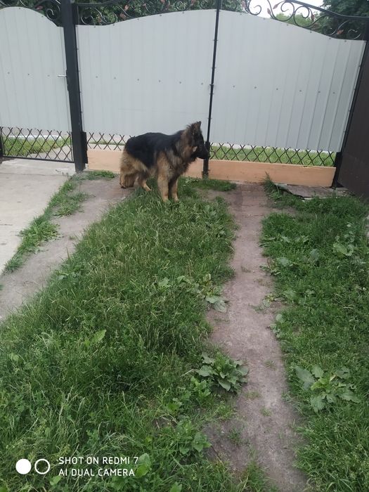 Чистокровний кобель німецької вівчарки для в'язки.