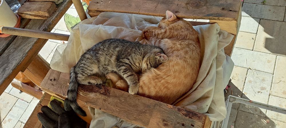 Oddam kotki w dobre ręce