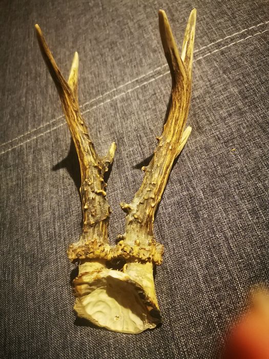 Prostki kozła sarny