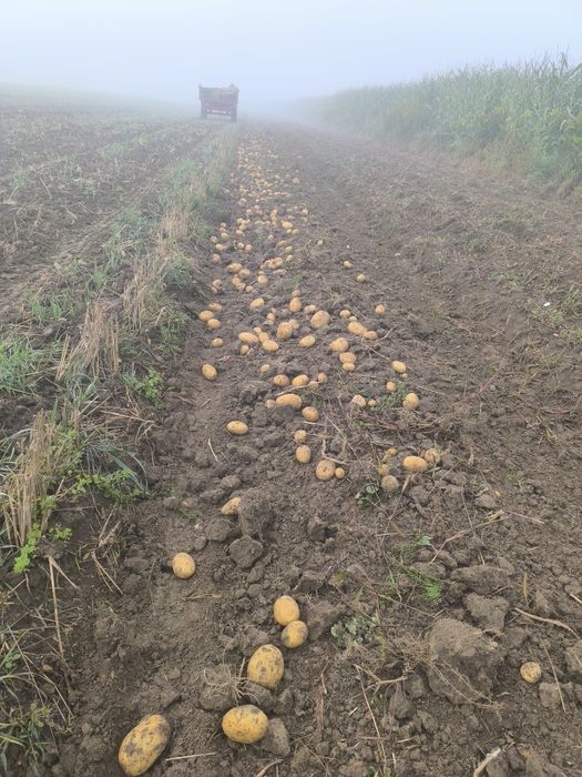 Ziemniaki jadalne Ignacy