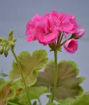 Кімнатна краса для душі