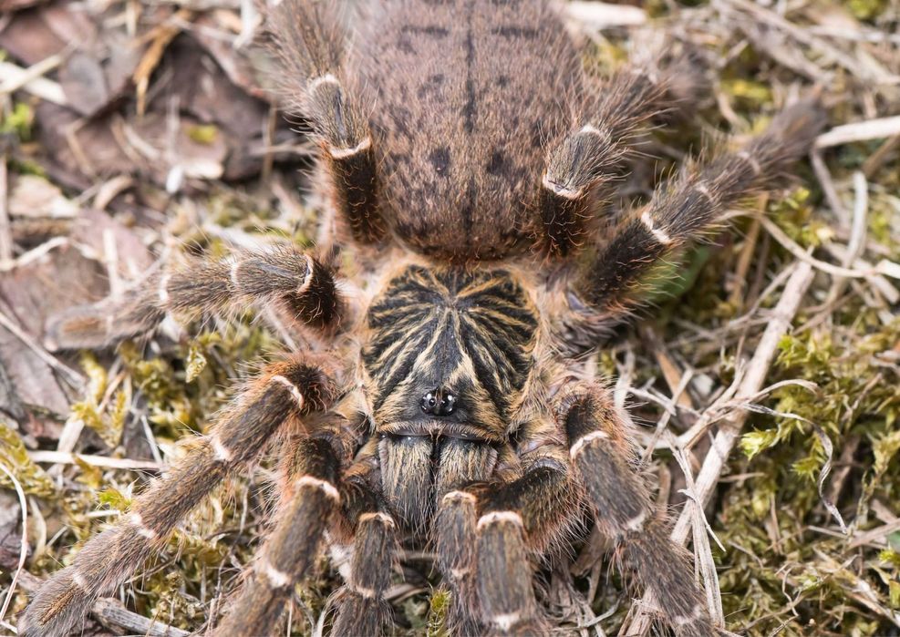 Pterinochilus murinus DCF Kigoma L1/L2 ptasznik