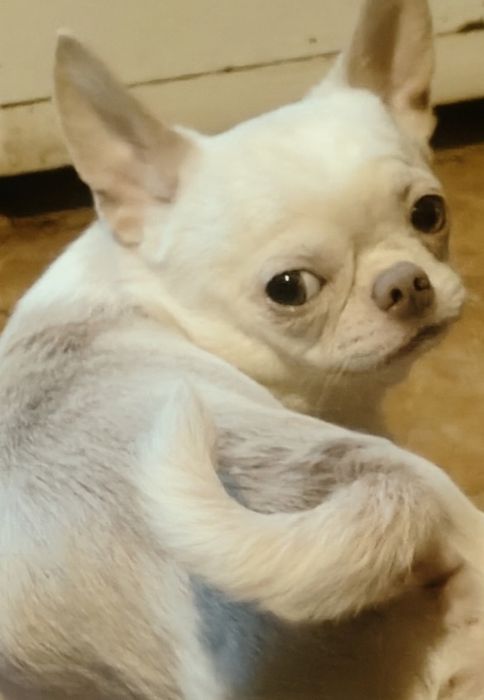 Продаж Чихуахуа цуценятки Львів