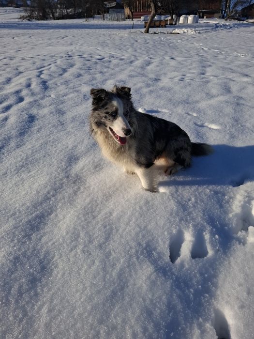 Reproduktor Border Collie