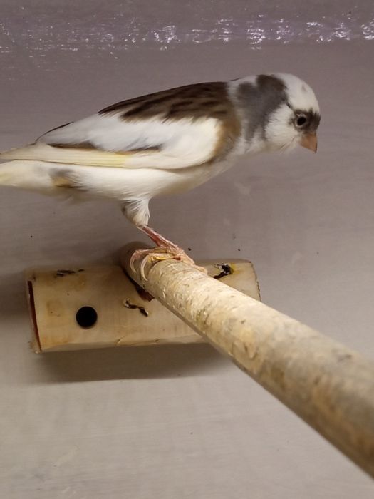 Sprzedam samca kanarka