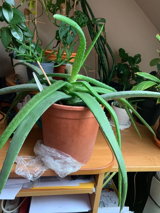 Aloes w doniczce kwiat