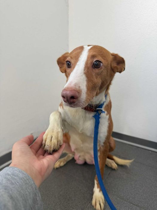 Cadela para adoçao(Hope)