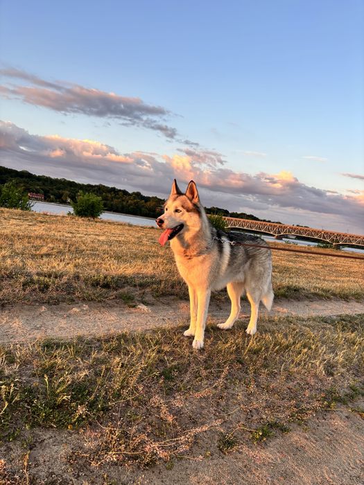 Husky szuka kochającego domu