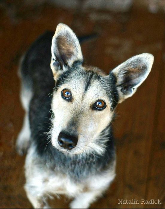 Psy do adopcji- pomożemy znaleźć przyjaciela