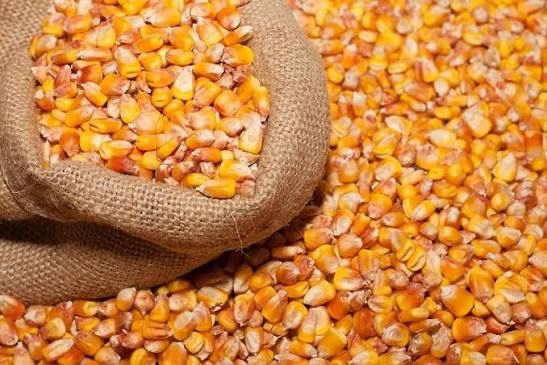 Продам кукурузу