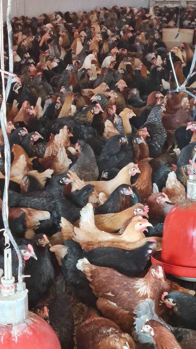 KURY KURKI MŁODE nioski rosa1 kolorowe.Kury z dowozem Gratis. FERMA