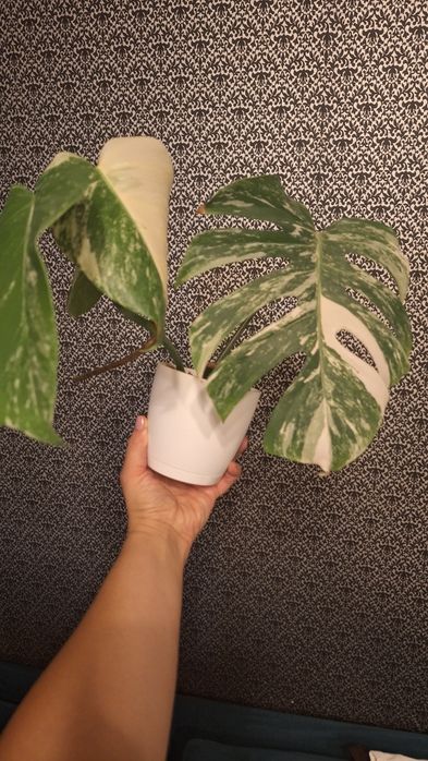 Monstera Deliciosa Variegated