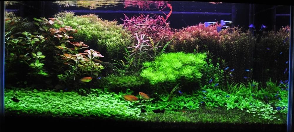 Nawóz Potas K do roślin 500mil