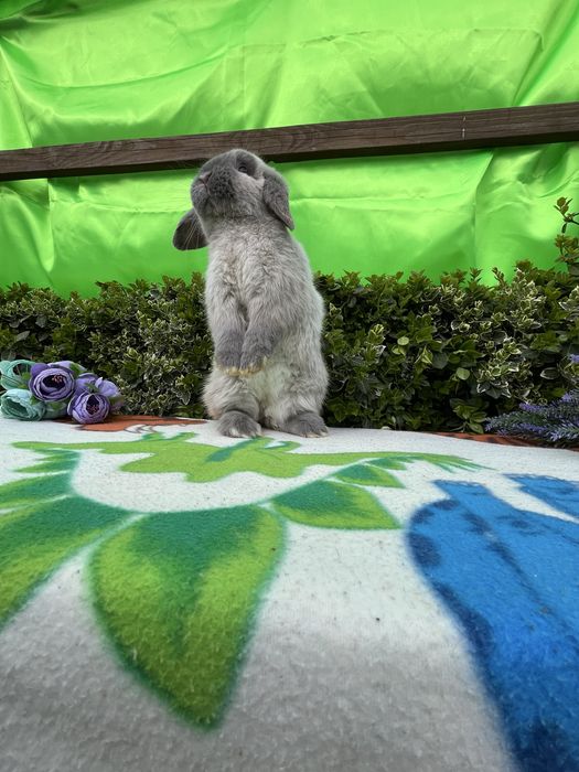 Бронь.NHD.Карликові кролики,висловухі баранч